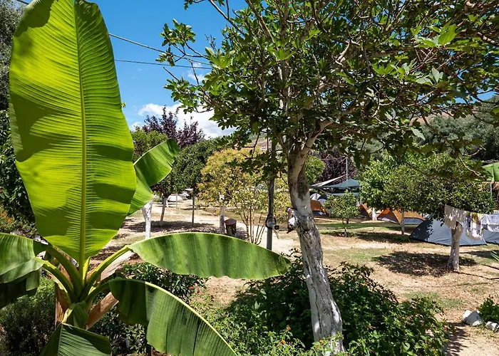 Social Kamp alanı *